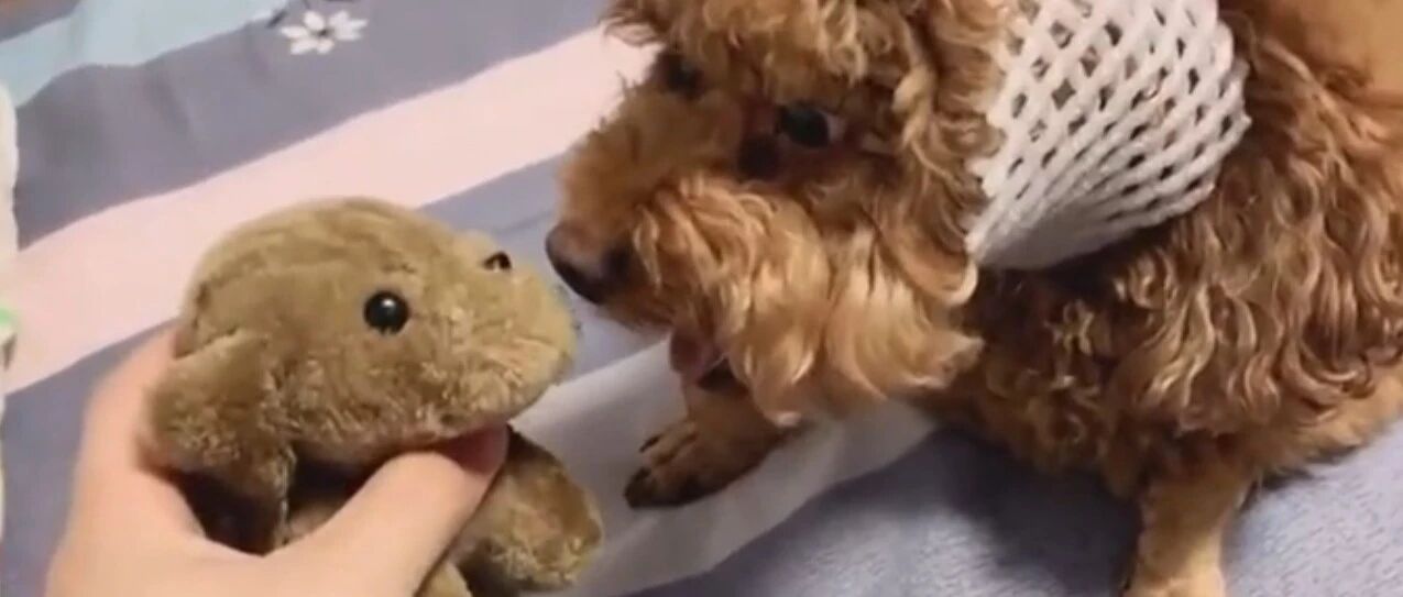 胖泰迪脾气太不好，要把小狗拆了，这也太狗了！