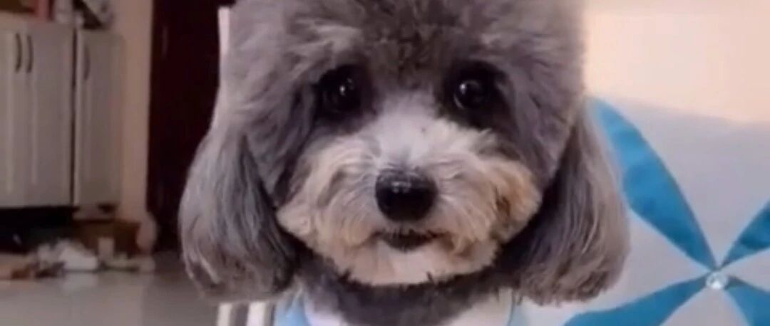 主人吃零食，把泰迪给馋坏了，这不，你看！