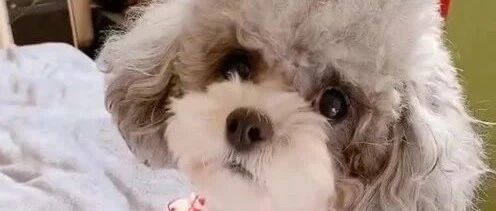 小泰迪的歪头杀太可爱了，看它调皮的样子真讨人喜欢，萌萌哒