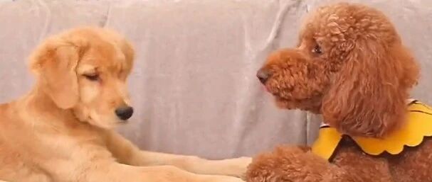 汪届的后宫争宠剧？原来也辣么狗血。。。