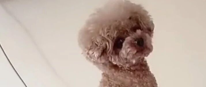 小泰迪不高兴坐在一旁生闷气，这小样子太可爱了，跟生气的女朋友一样