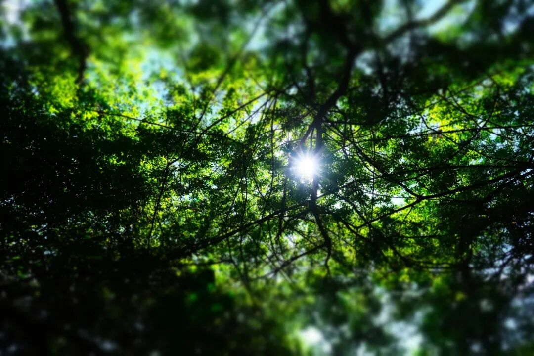 60只蚊子写作文_蚊子写作文图片_蚊子写作文350字