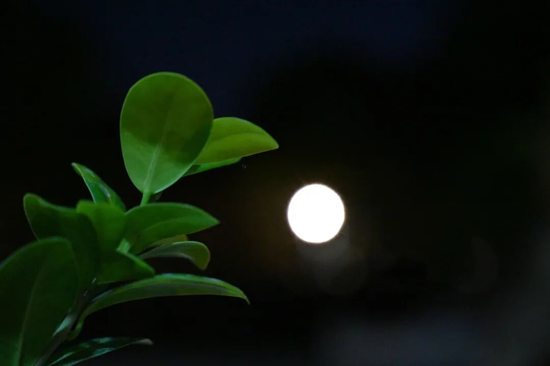 泉月净流闲世界，杉松深锁尽香灯——东林祖庭辛丑中秋阖寺拜月