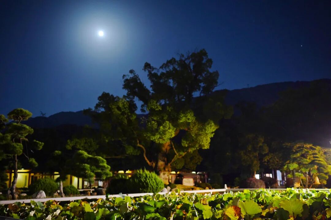 泉月净流闲世界，杉松深锁尽香灯——东林祖庭辛丑中秋阖寺拜月