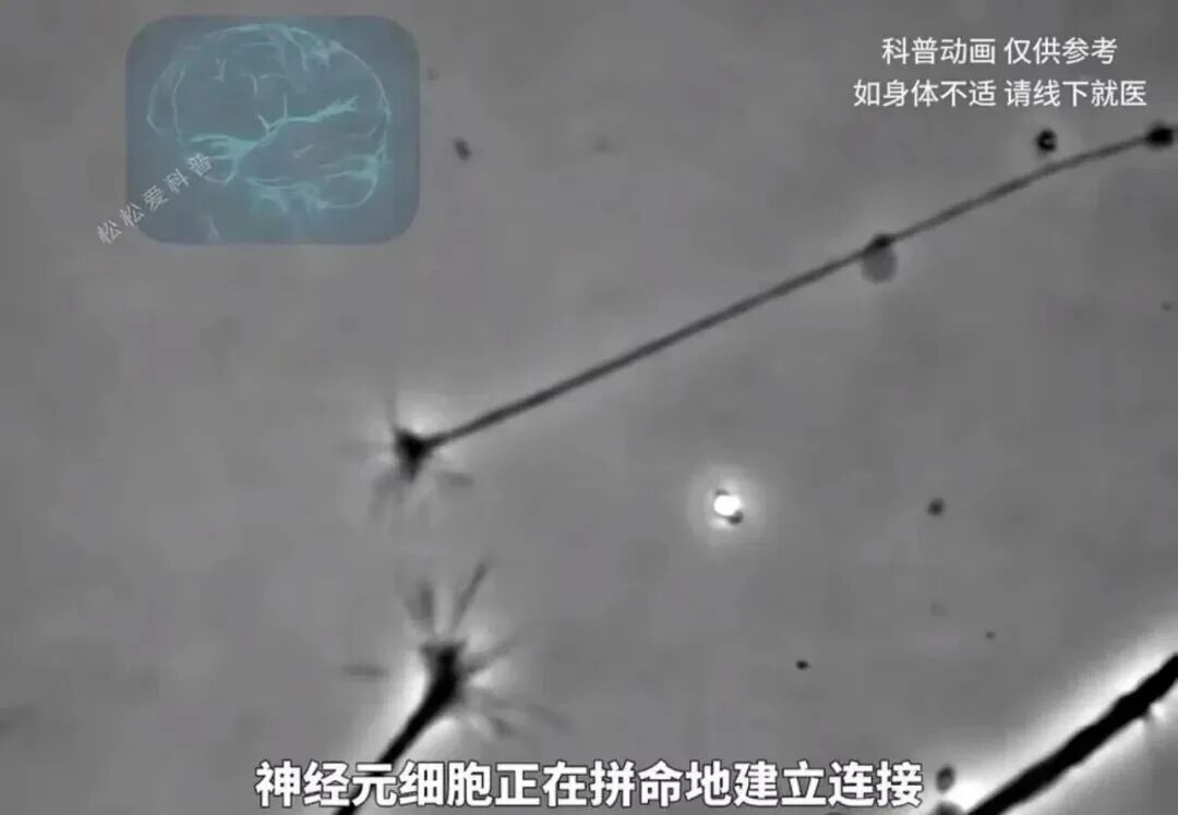 神经元在反复使用中建立并强化连接，形成更稳定的神经通路。