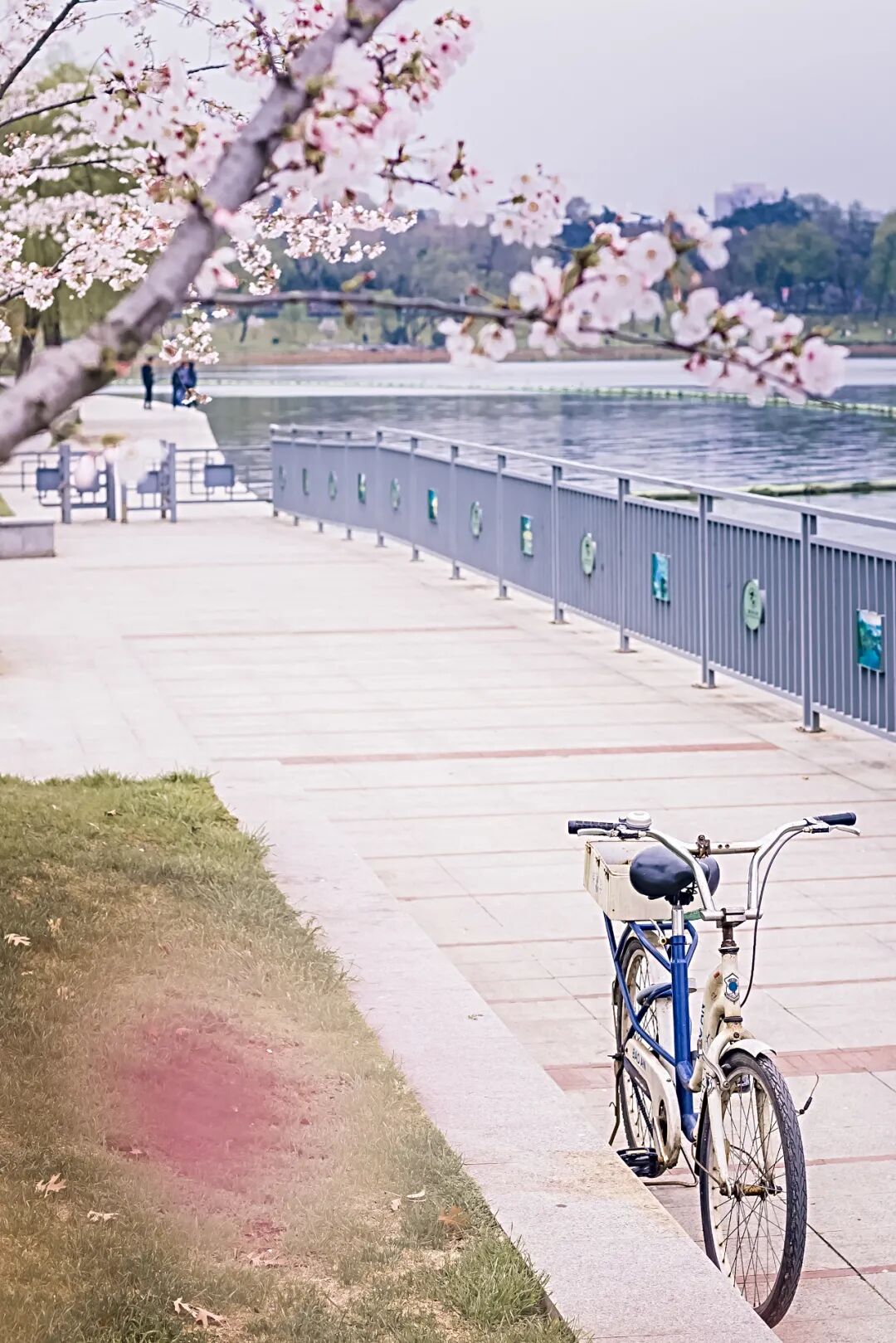 玄武湖赏樱 亦可赛艇 柠檬资讯