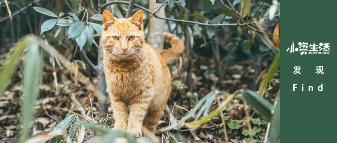大数据，请把我推给爱喵喵的南京人！