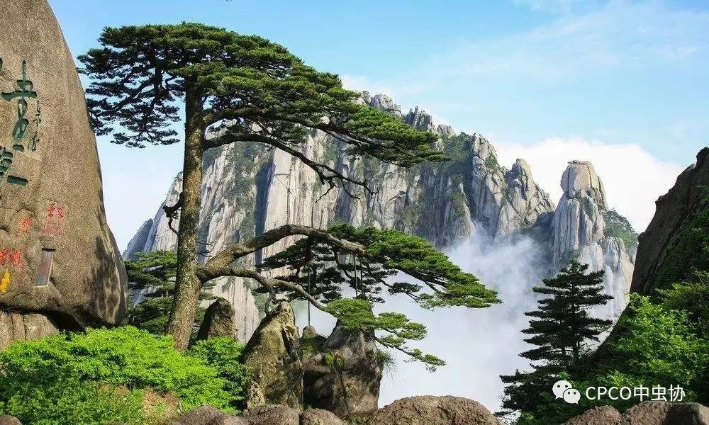 相遇黄山,共赢未来——CPCO中虫协病媒生物控制和消毒技术提升培训班昨日在黄山开幕 相遇黄山,共赢未来——CPCO中虫协病媒生物控制和消毒技术提升培训班昨日在黄山开幕