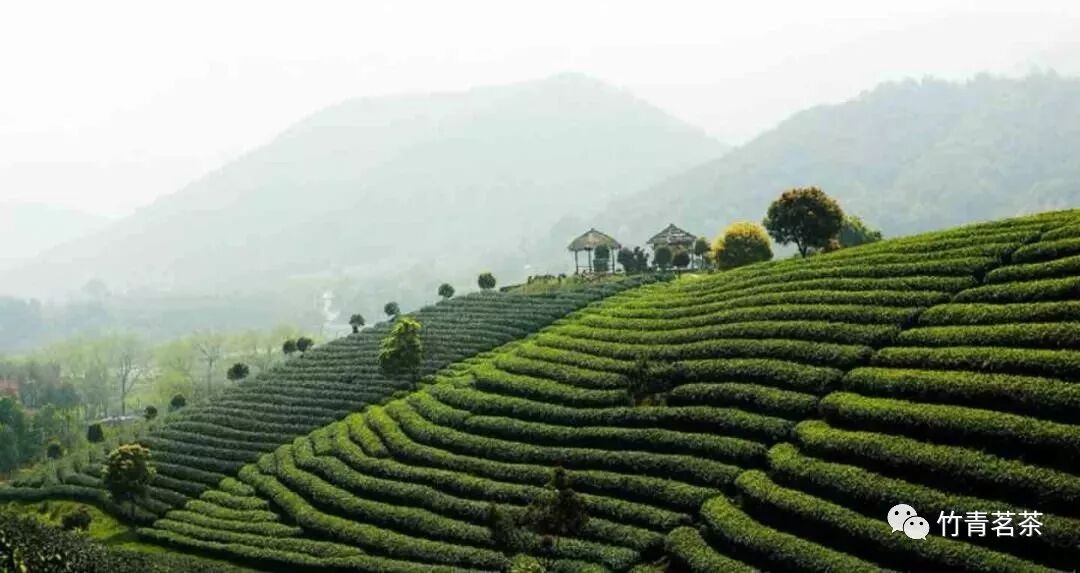 桂花九曲红梅 茶引花香 花益茶味 竹青茗茶 微信公众号文章阅读 Wemp