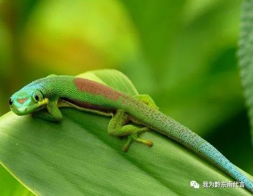 壁虎在家里是什么征兆_壁虎在家里出现是什么兆头_征兆在家壁虎里是什么意思