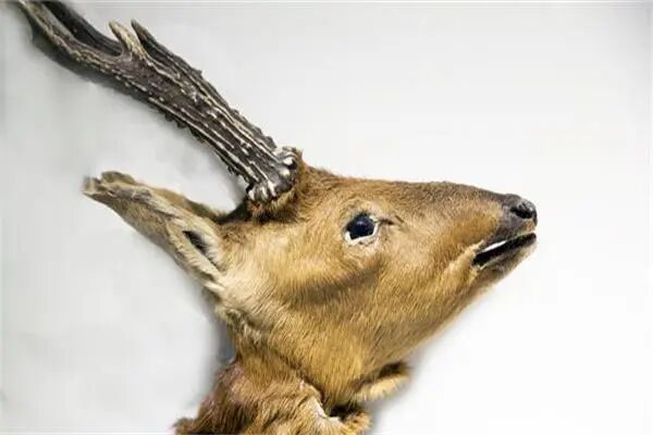 男人补肾中药配方大全，8种最好的补肾中药