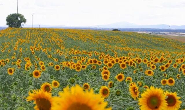 干货：法国普罗旺斯旅行攻略（一定不要自由行啊！）