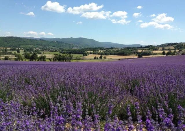 干货：法国普罗旺斯旅行攻略（一定不要自由行啊！）