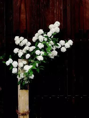 砍一节竹子做花瓶，太有创意了！