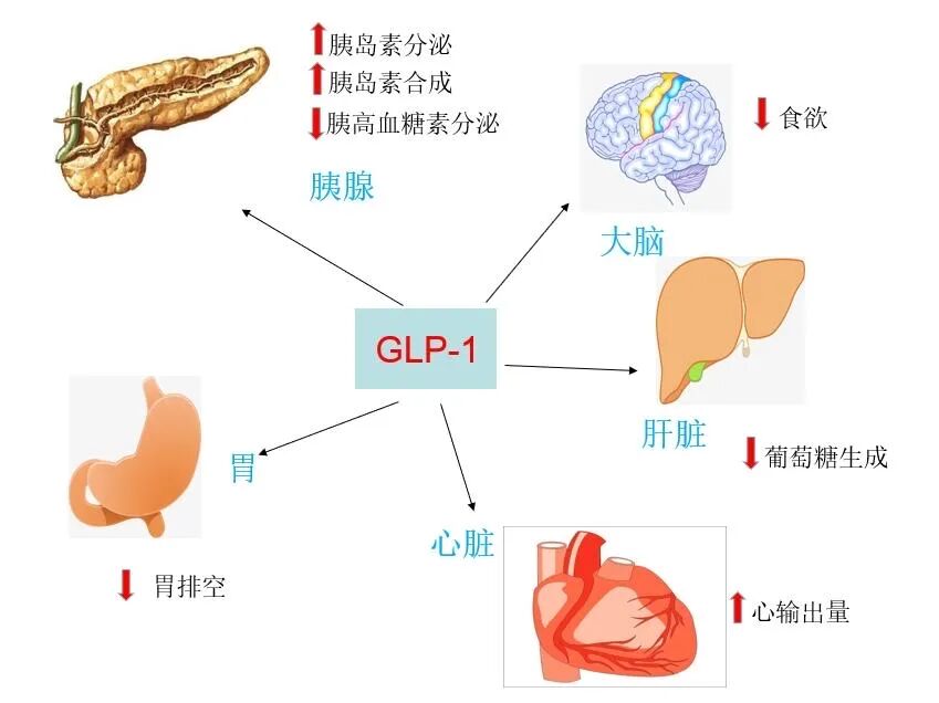 减肥药物奥利司他的作用机制是_减肥药物奥利司他胶囊舒尔佳_药物减肥