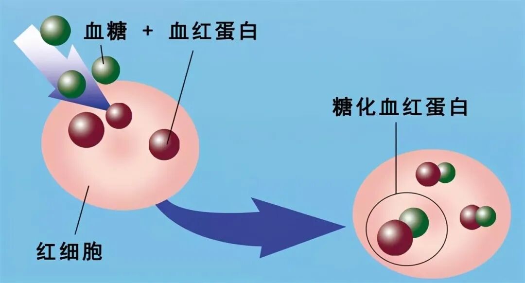 药物减肥_减肥药物奥利司他的作用机制是_减肥药物奥利司他胶囊舒尔佳