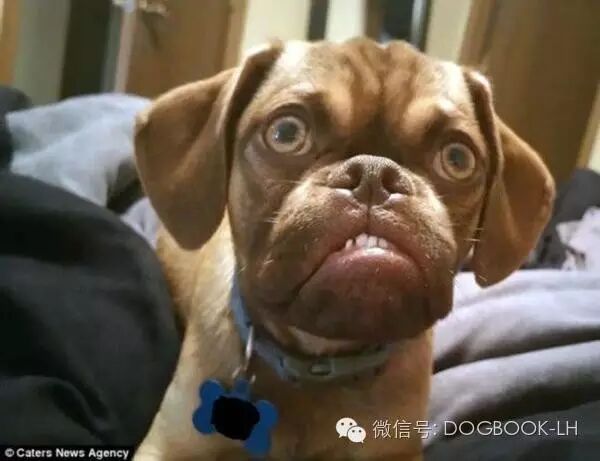 "不爽狗"靠一张臭脸爆红网络!