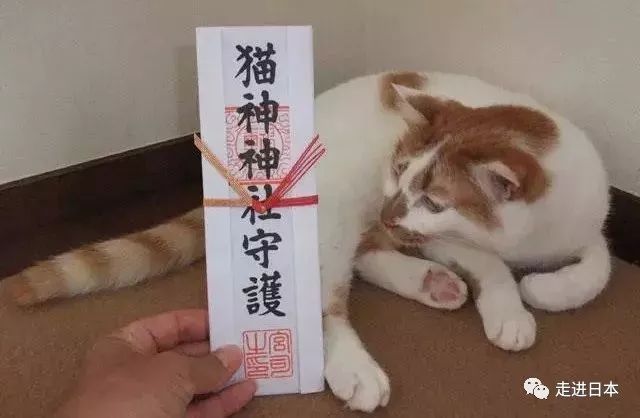 让 猫奴 们不淡定的 日本九州 猫神 神社 走进日本 微信公众号文章阅读 Wemp