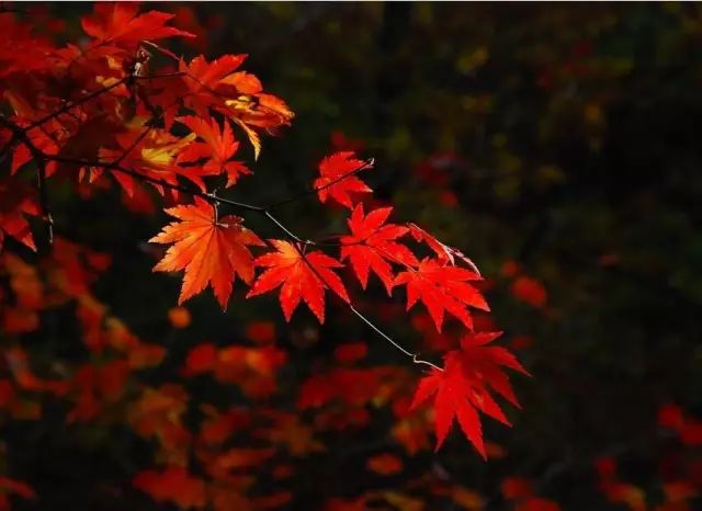 紅葉醉秋色,碧溪彈夜弦.