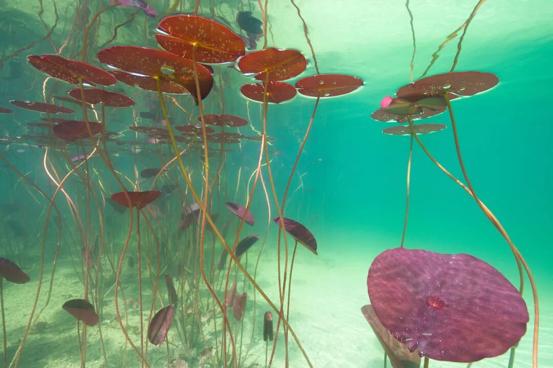 非一般的视角水下莲花之美