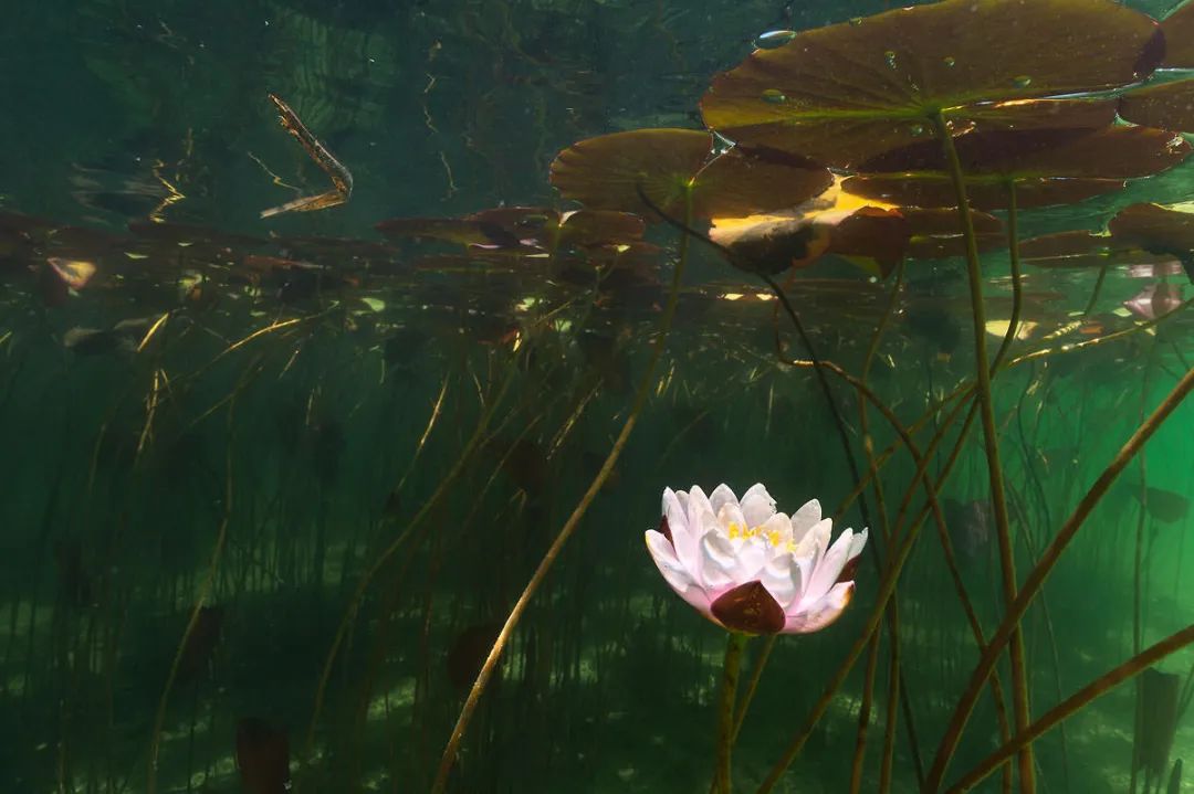 非一般的视角水下莲花之美