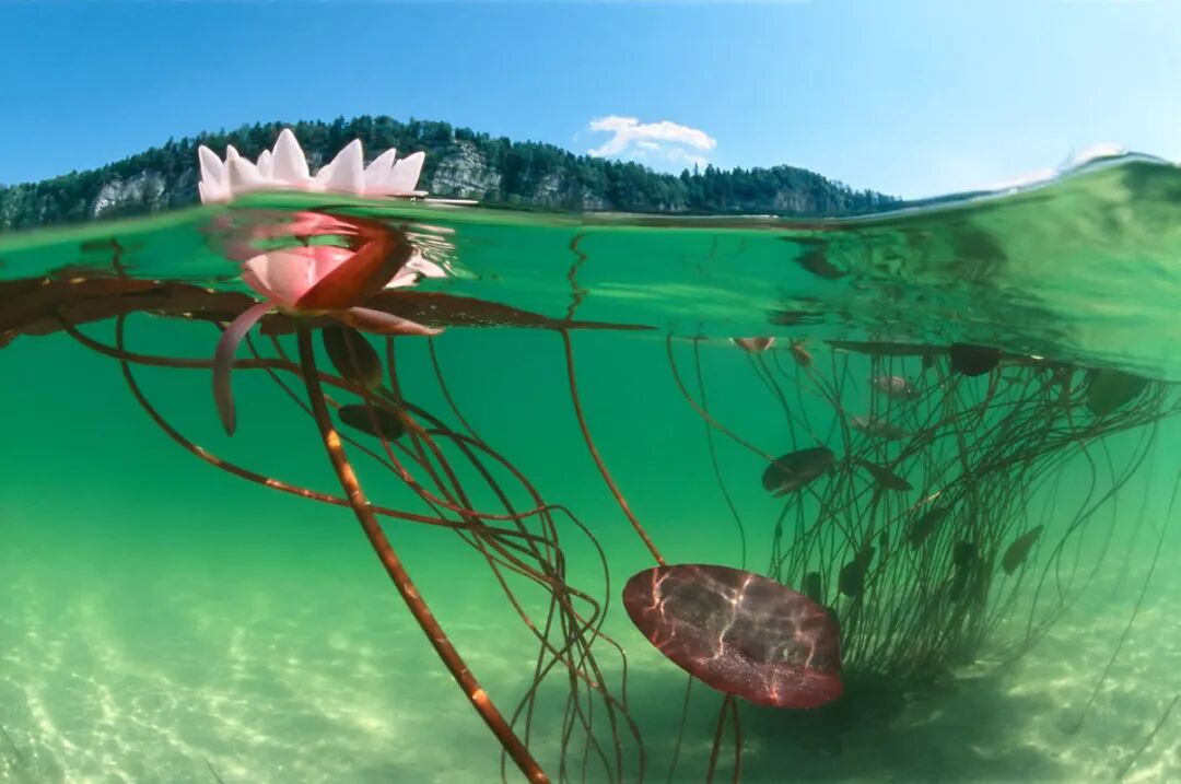 非一般的视角水下莲花之美