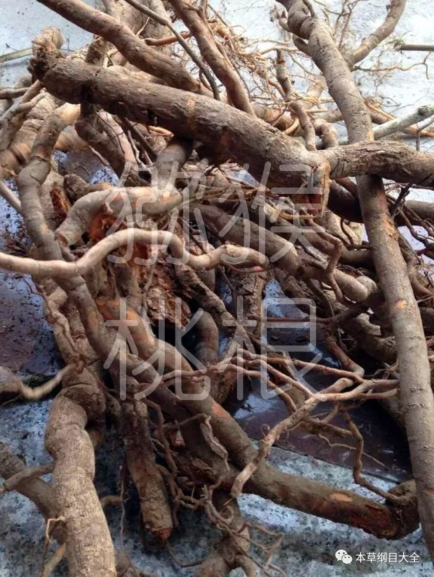 猕猴桃根又名洋桃根本草纲目大全果部