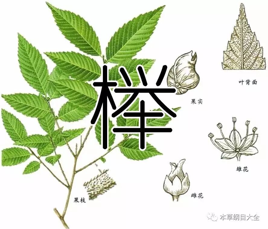 榉又称桦柳,鬼柳,榉树,榉树皮,榉树叶《本草纲目大全-木部》