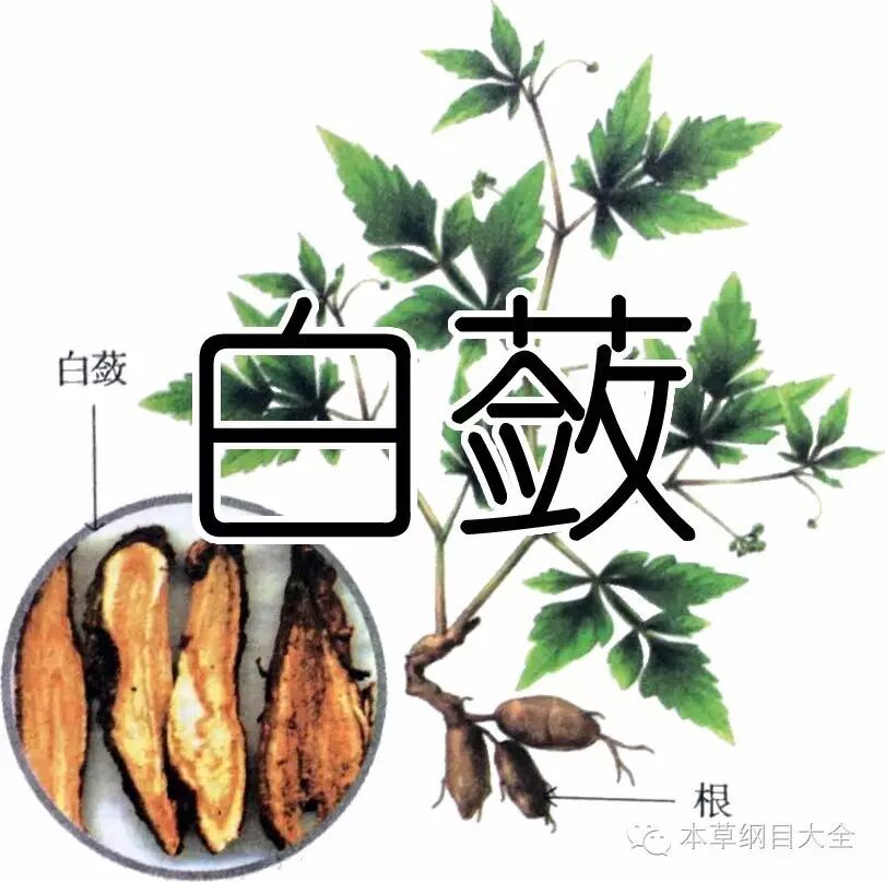 白蔹又称白草,白根,兔核,猫儿卵,昆仑《本草纲目大全-草篇》
