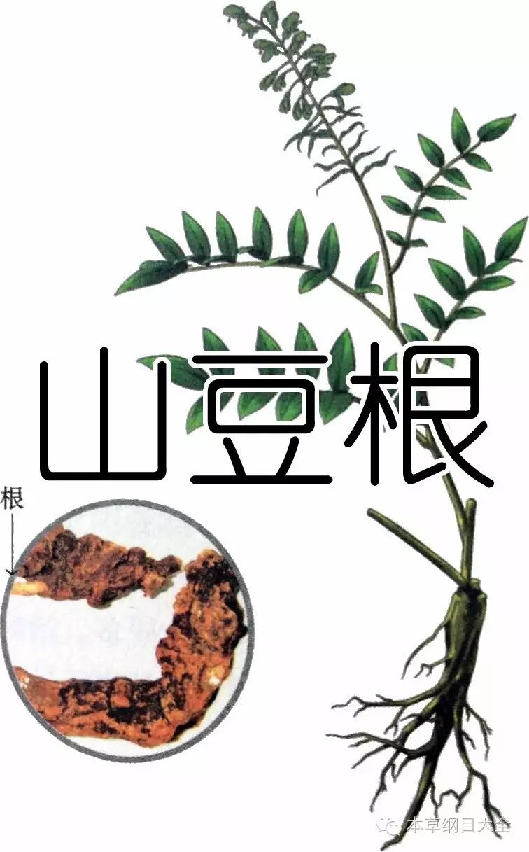 廣西板藍根沖劑聯盟,山豆根又稱解毒,黃結,中藥《本草綱目大全-草篇》