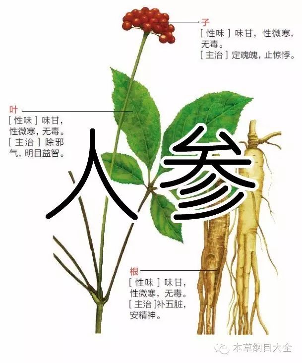 人参又称黄参,血参,人衔,鬼盖,神草,土精,地精,海腴,皱面还丹《本草