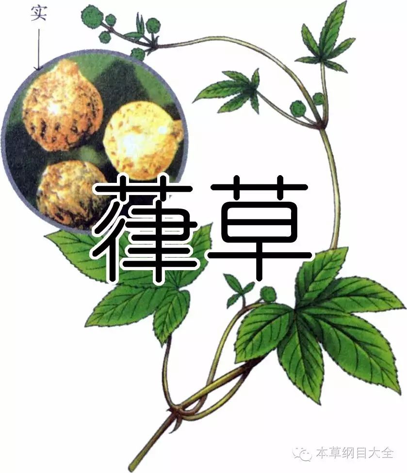 葎草又稱勒草黑草葛葎蔓葛勒蔓來毒草葛葎草澀蘿