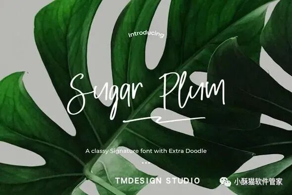 【01】32款高端手写英文字体！绝对可以冲击甲方视觉！插图25小新卖蜡笔