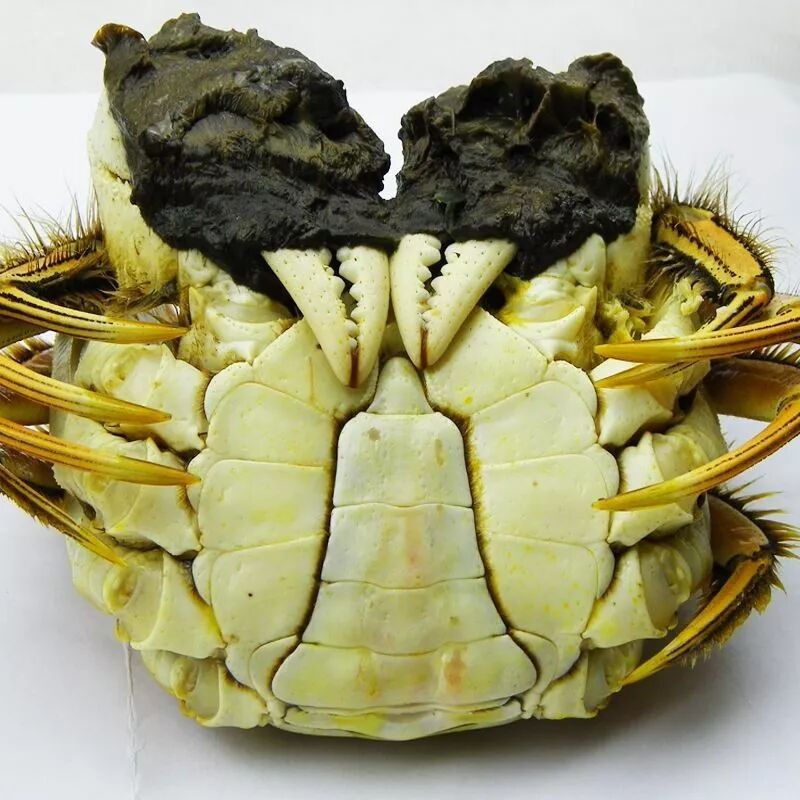 夜观天象,该是吃公蟹的佳季了