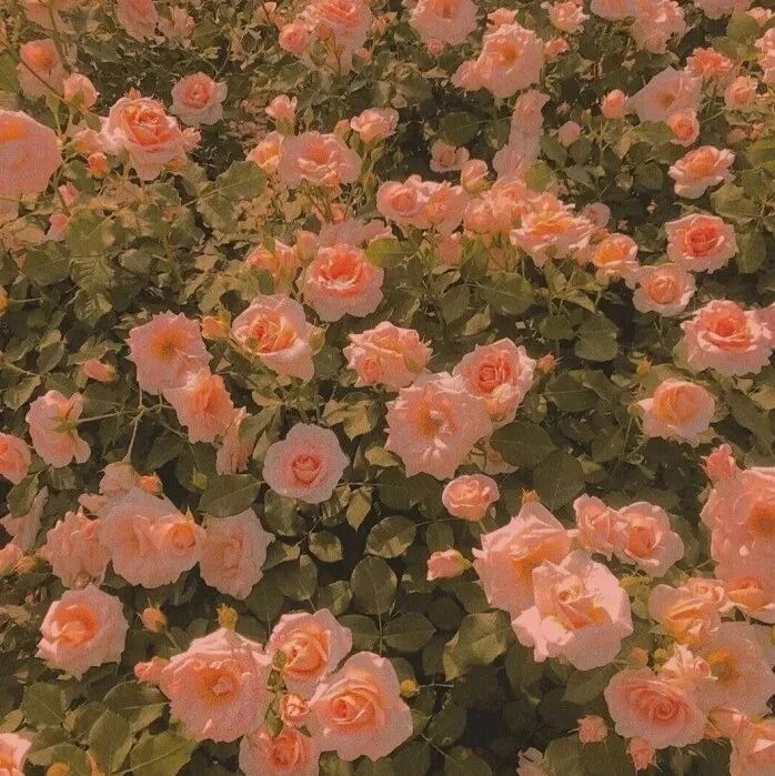 壁纸丨ins风绝美玫瑰花朋友圈背景图