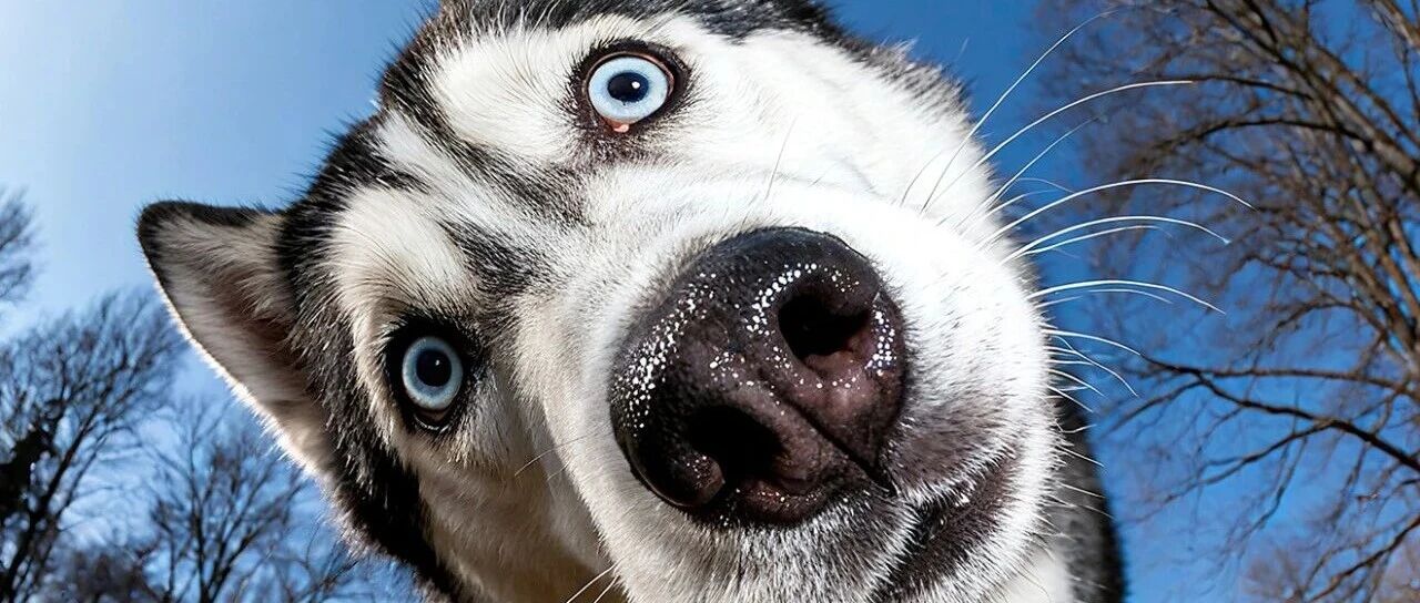 iOS26空间景深壁纸热门款 银魂 动漫女生 HelloKitty 哈士奇