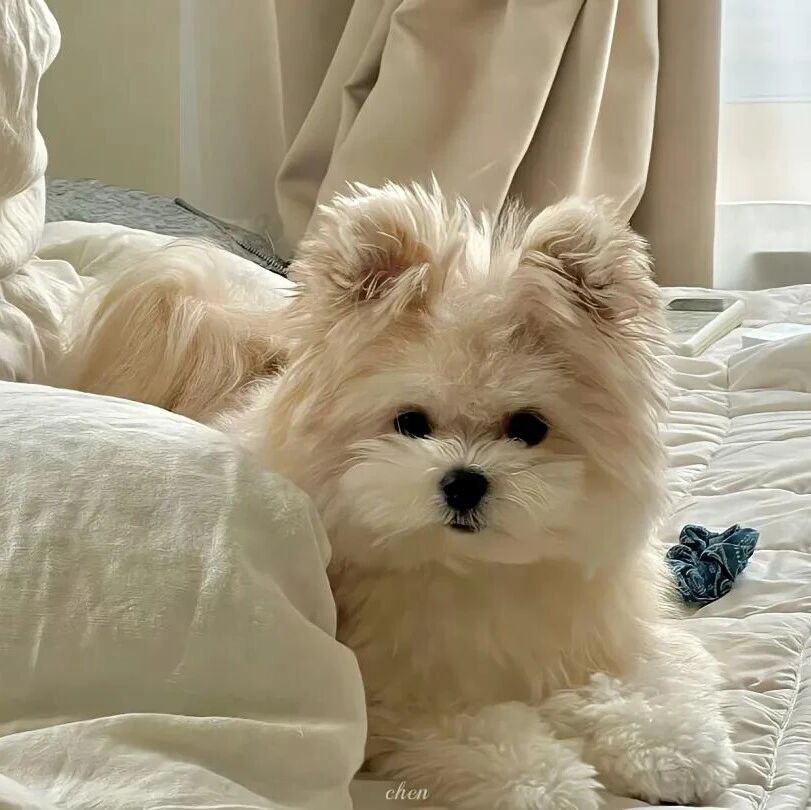 电脑壁纸｜4K桌面超清电脑壁纸 高质量 小众 iPad&电脑壁纸