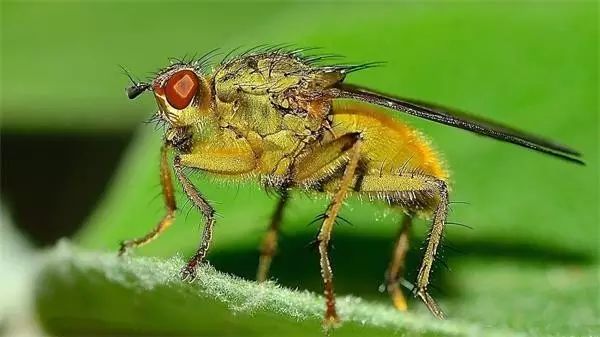 北京字典价格联盟,热点丨我国绿色防控害虫将大有作为