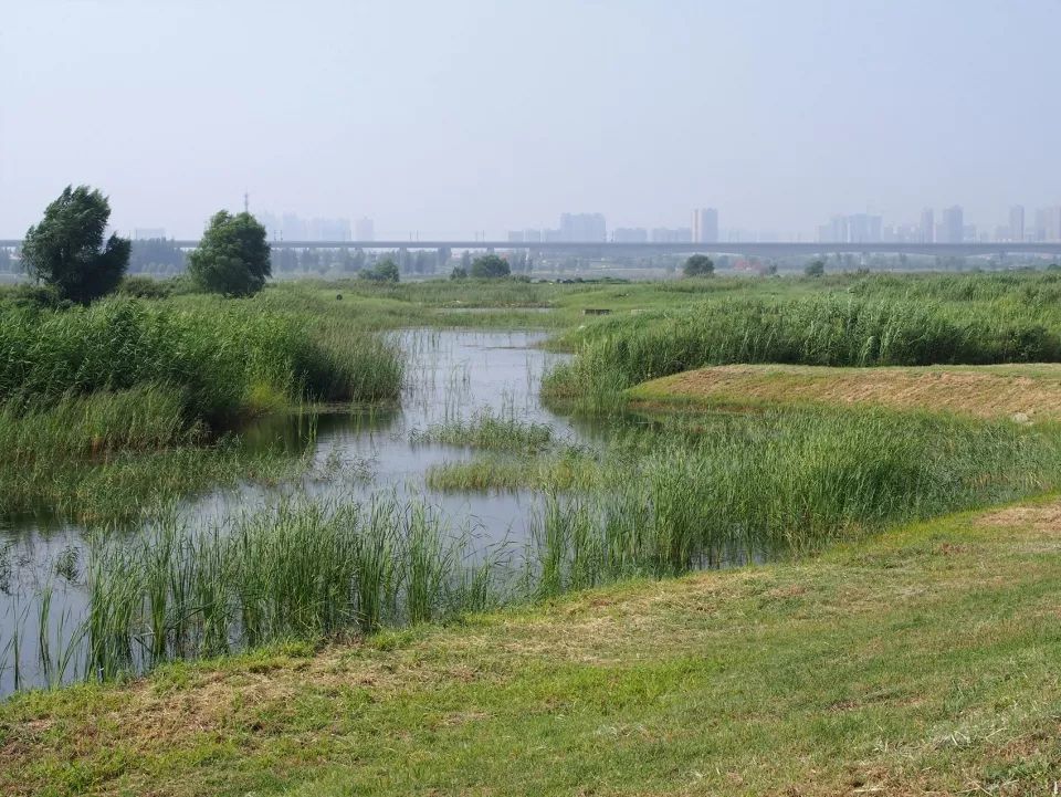 河漫滩湿地图片