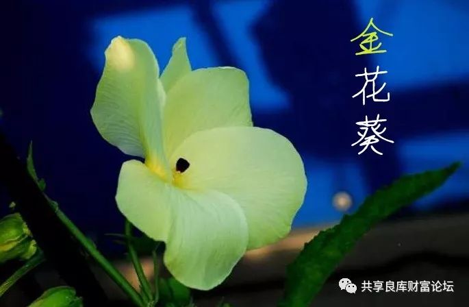 金花葵主要药理成份之五 植物胶原蛋白对人体的作用 共享良库财富论坛 微信公众号文章阅读 Wemp