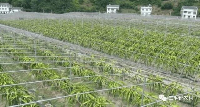 火龙果的种植技术介绍