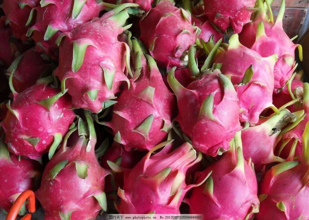 火龙果的种植技术介绍