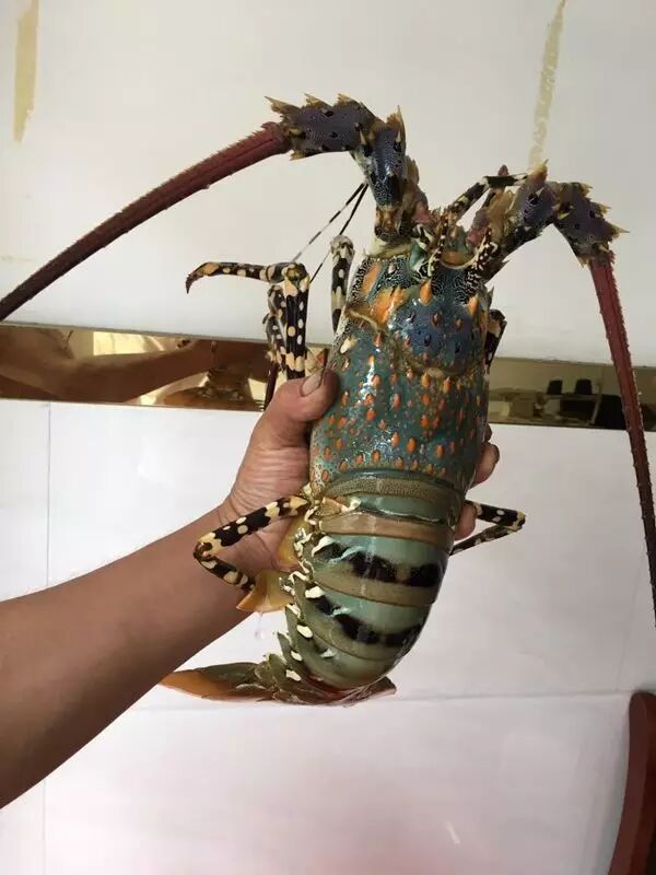 苍南一渔民捕到1米多长野生"大龙虾"!