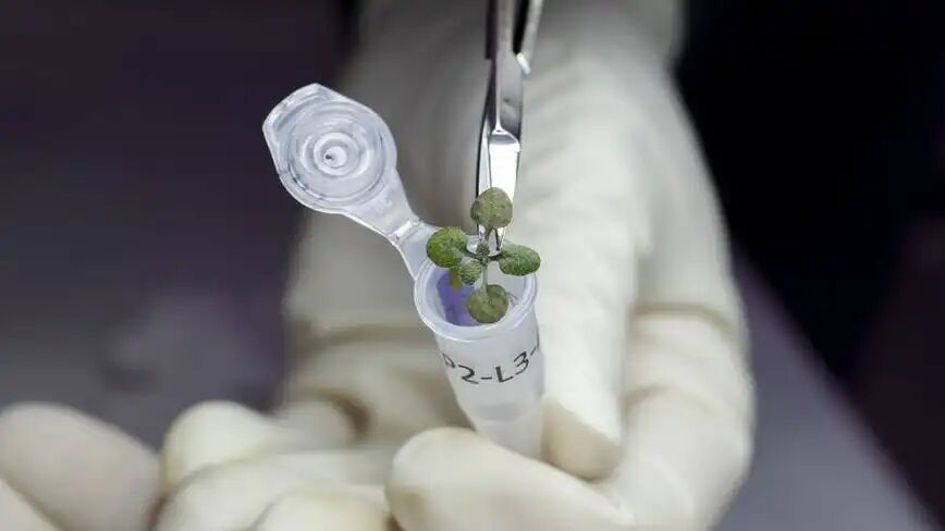 人類首次在月球土壤上種出植物，月球移民邁出全新一步的圖1