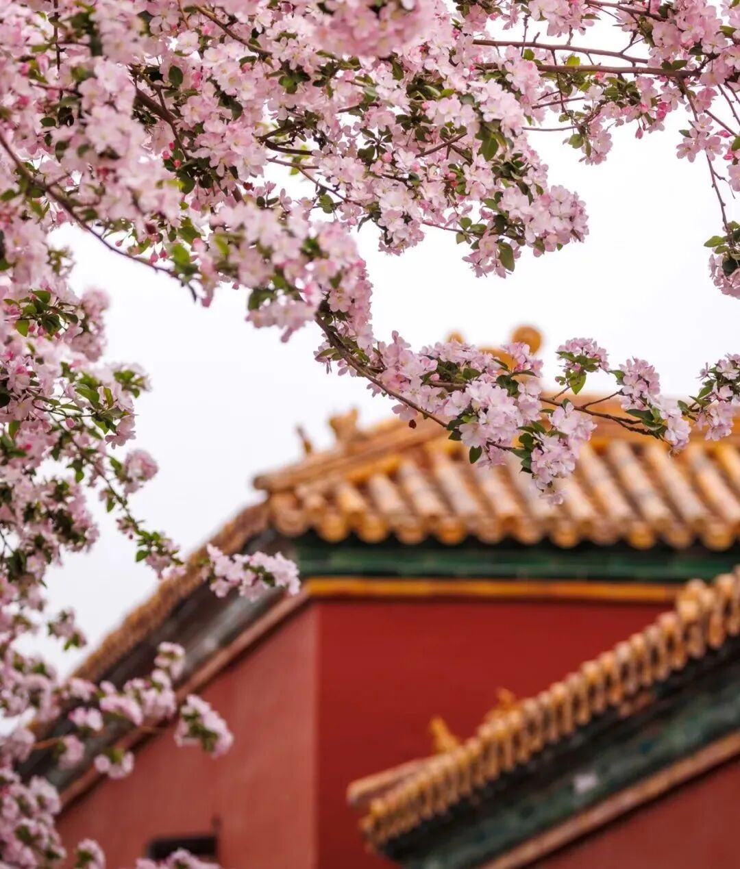 天街丽象逢尧禅龙潭诗社新竟陵诗派举办甲辰龙年冶春雅集