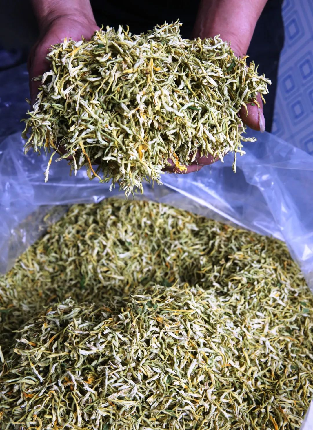 金银花开"致富花"