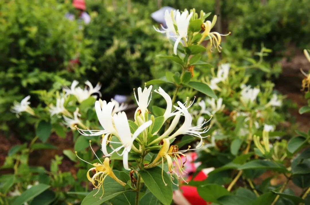 金银花开"致富花"