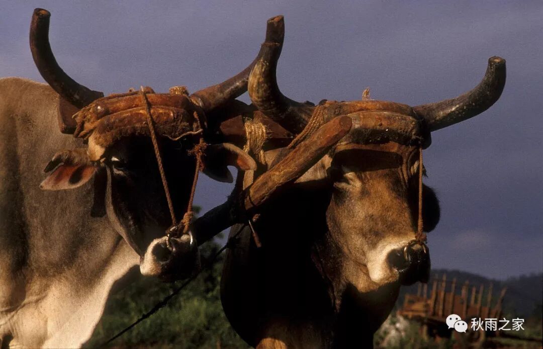 圣经中的轭 恩沛 秋雨之家 微信公众号文章阅读 Wemp