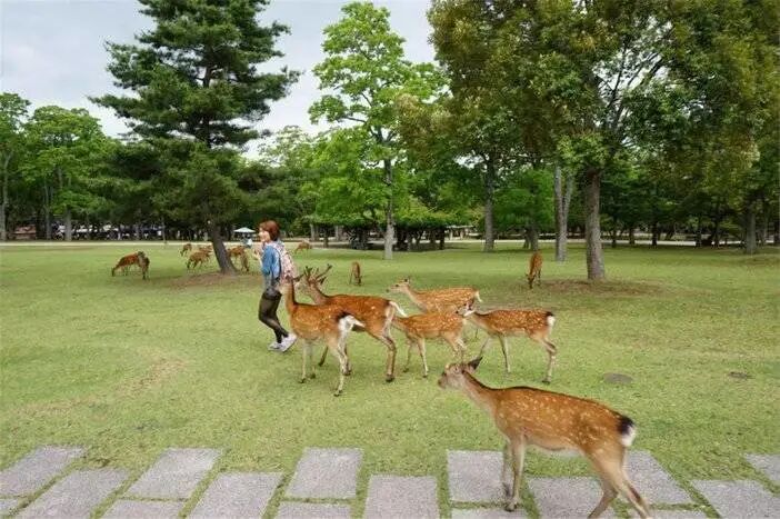 38元抢购三河鹿岛公园门票，和萌宠来一次亲密接