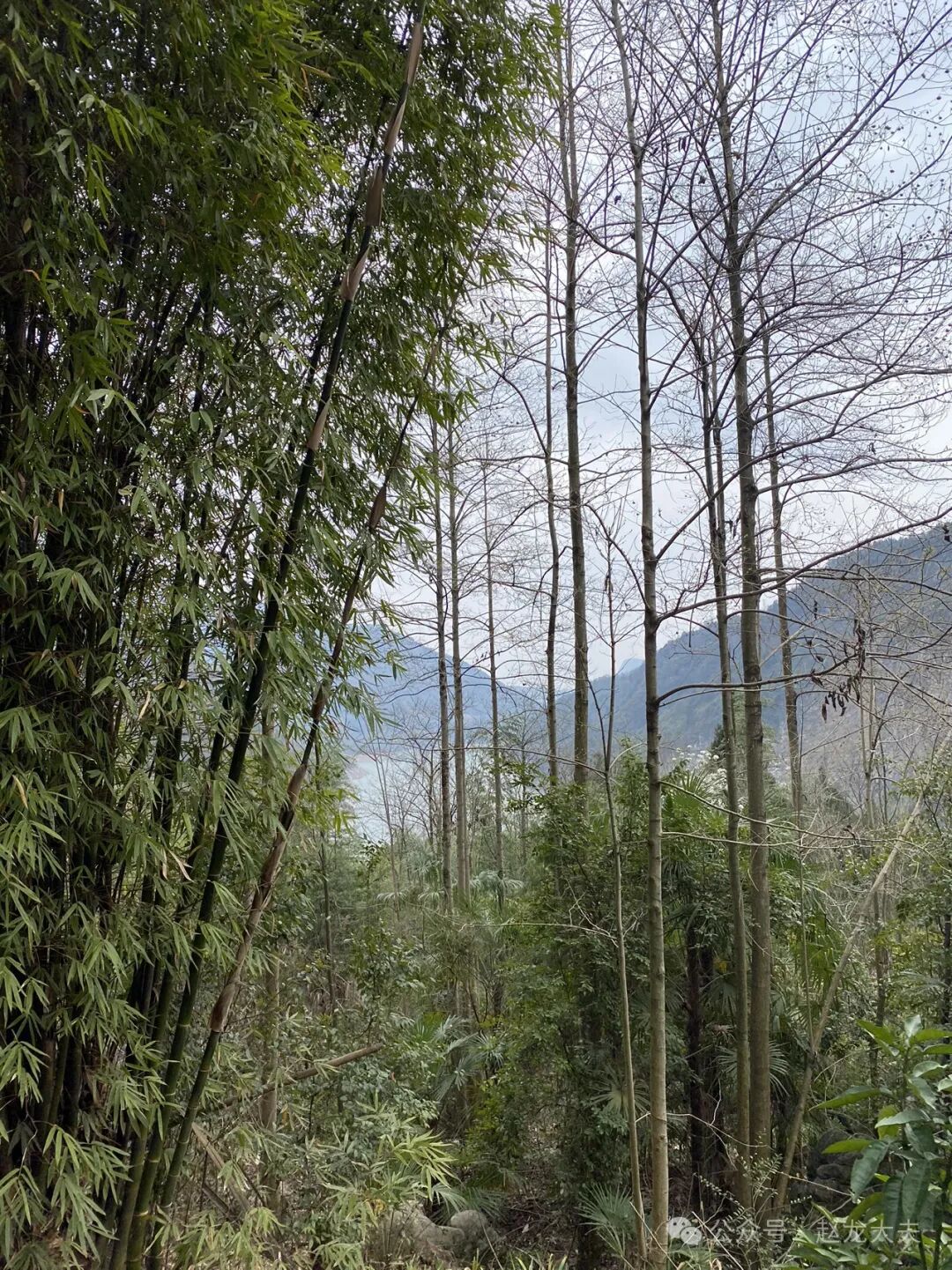 咳嗽变异性哮喘，吃多久中药，能见效？